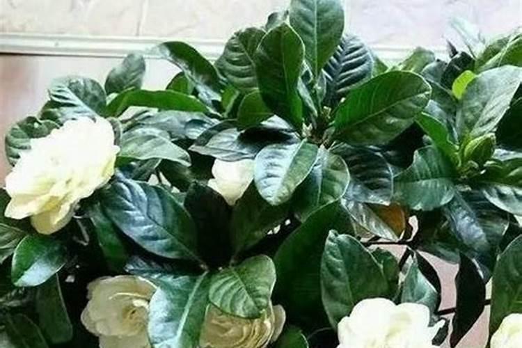 教你自己做好花肥