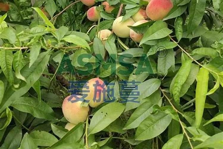 桃树用什么肥料最好