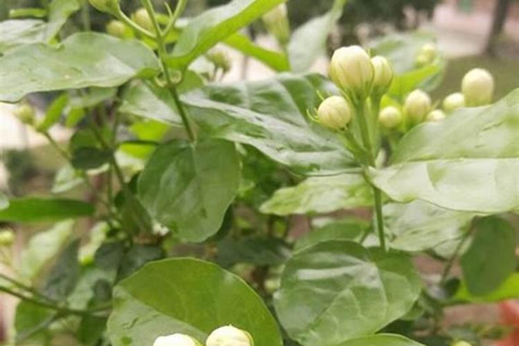 茉莉花开败后如何正确养护