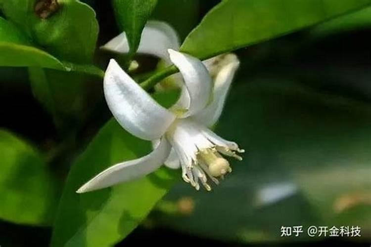 樱桃初期下什么肥料