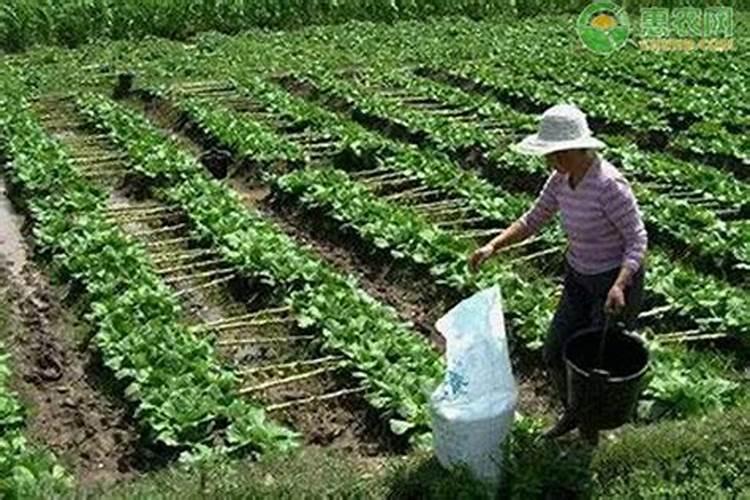 尿素的应用以及肥料的应用
