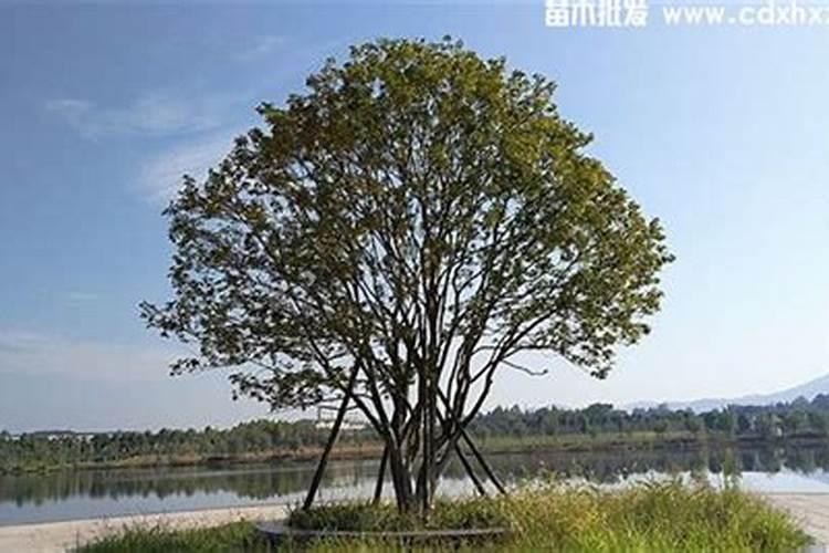 桂花树底肥放什么肥好(底肥施用方法)