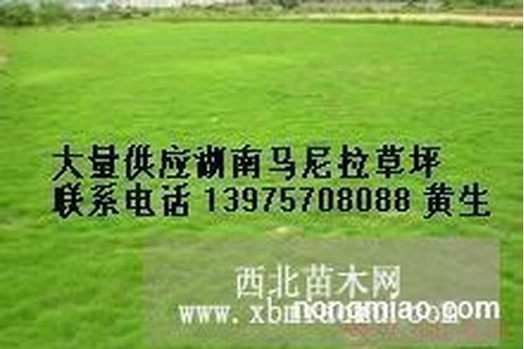 草坪草施肥啥肥料