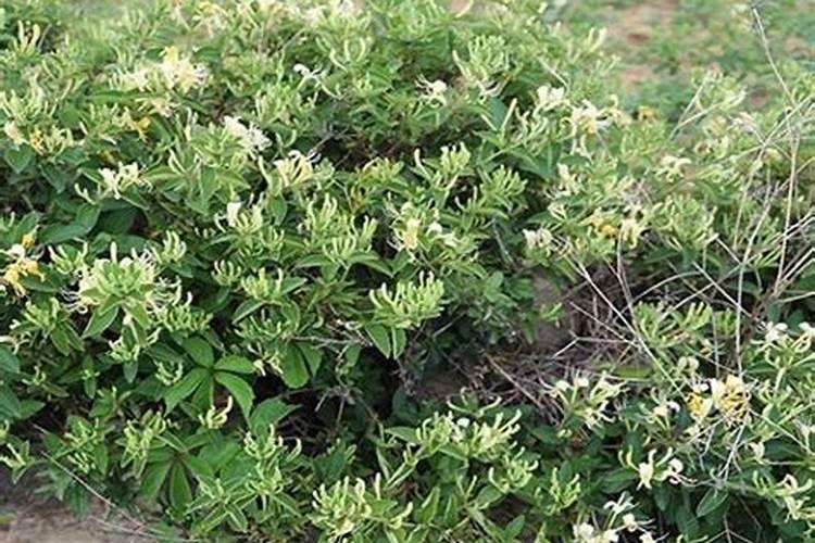 金银花施什么肥最好