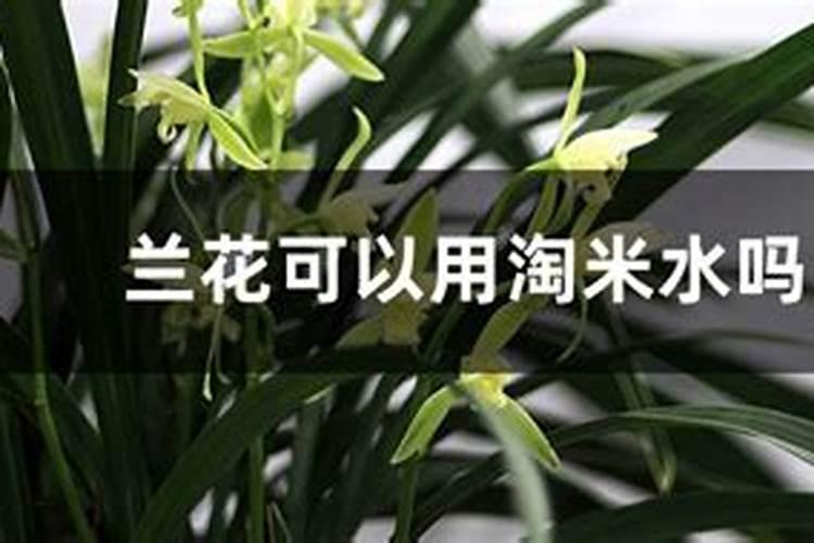 金银花浇什么肥料合适