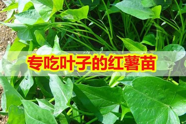 红薯苗长出地面喷什么叶面肥最好？