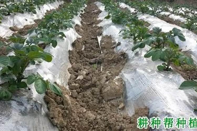 马铃薯如何施好基肥、种肥,追肥？可以施含氯化肥吗？