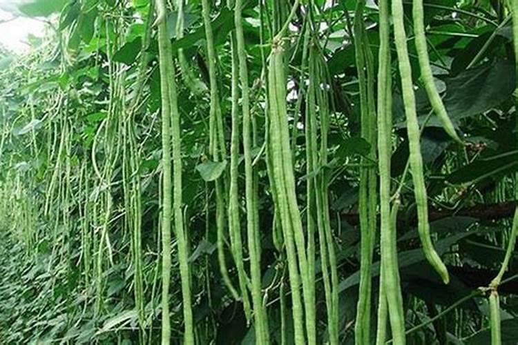 磷酸二氢钾使用方法兰花