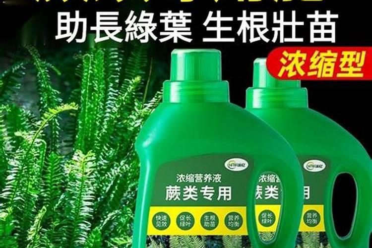 狼尾蕨的叶子有黄点