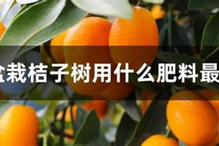 种柑橘用什么肥料最好