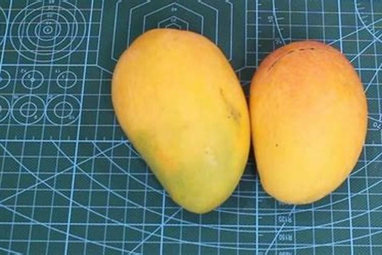 芒果施什么肥