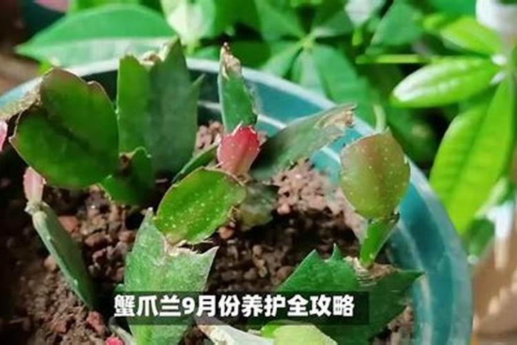 蟹爪兰有花苞施什么肥好
