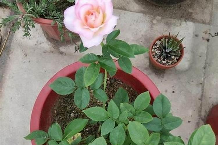 月季花摘芽后如何正确施肥