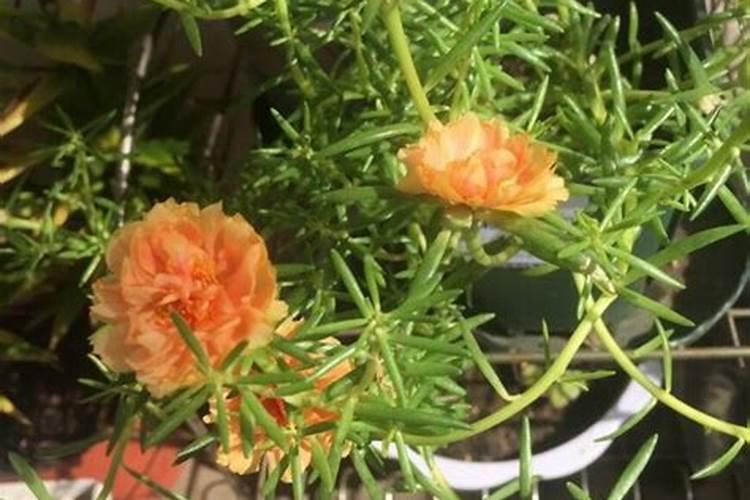 太阳花夏季如何施肥花开满枝头