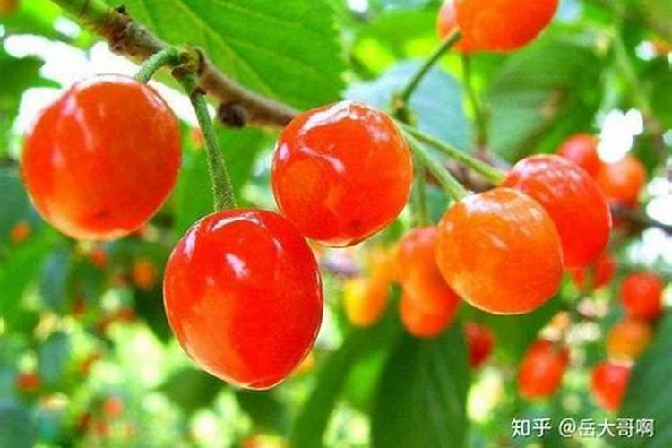 水稻分蘖期是什么时候？水稻分蘖期施什么肥好