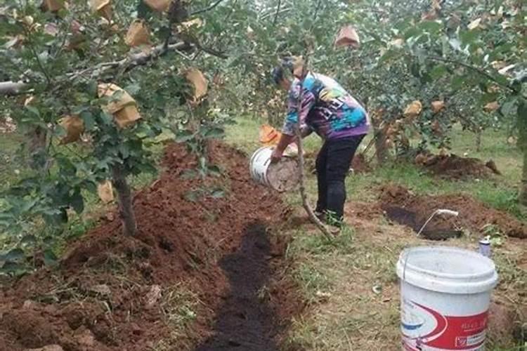 梨树秋施肥后什么时候浇水