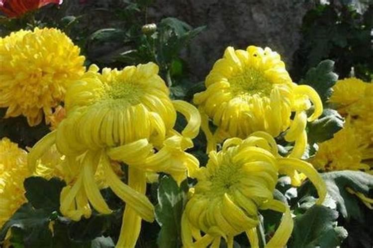 菊花有花蕾时能用磷酸二氢钾喷叶面肥吗