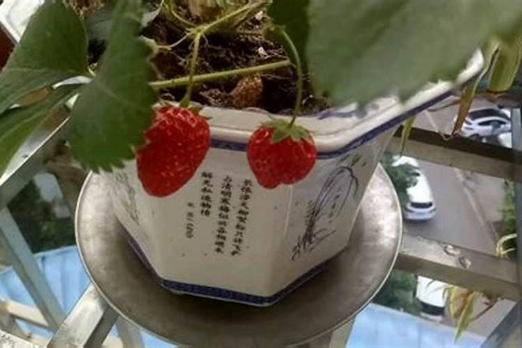 草莓不施肥能长出草莓吗？