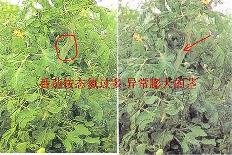 甲肥的用途是什么