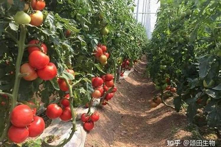 番茄开花期间用什么样的叶面肥比较合适？