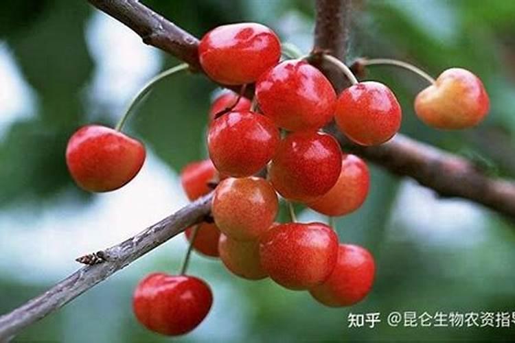 芸苔素内酯在樱桃树上具体分那几个阶段使用能提高坐果率