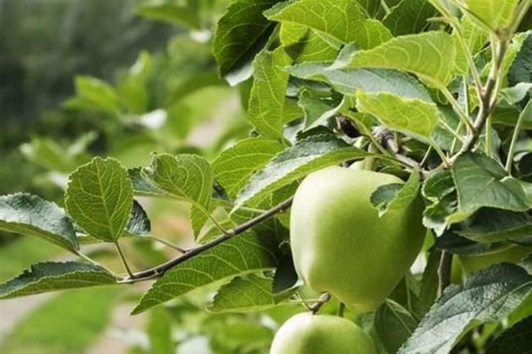 硝酸磷肥跟硝铵磷肥有什么区别。