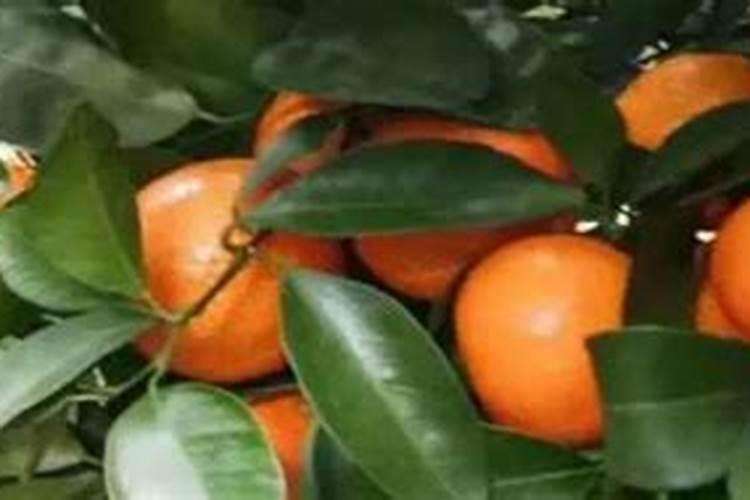 金银花施什么肥料最好、金银花用什么肥料最好