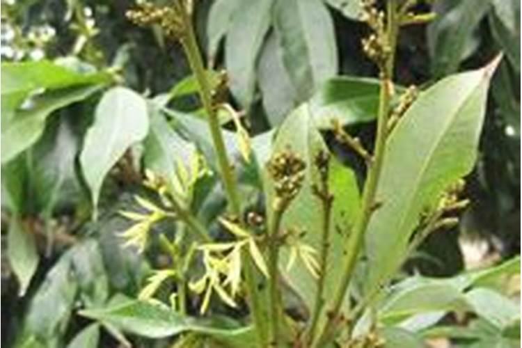 妃子笑荔枝花期前后怎样管理