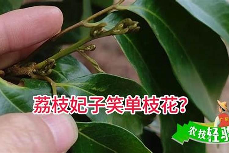 怎样防止妃子笑爆花