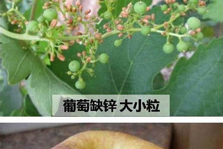 金银花浇什么肥料合适