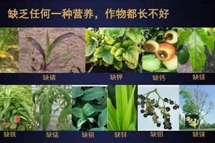 金银花施什么肥料最好(金银花施什么肥长得最快产量高)