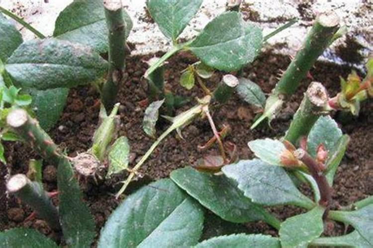 油菜追肥亩用多少复合肥花卉百科