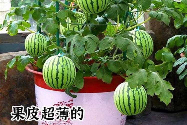 氮肥为什么能提高光能利用率