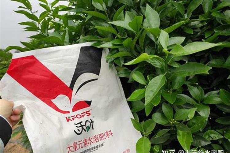芹菜能冲高甲含甲克素的水溶肥吗