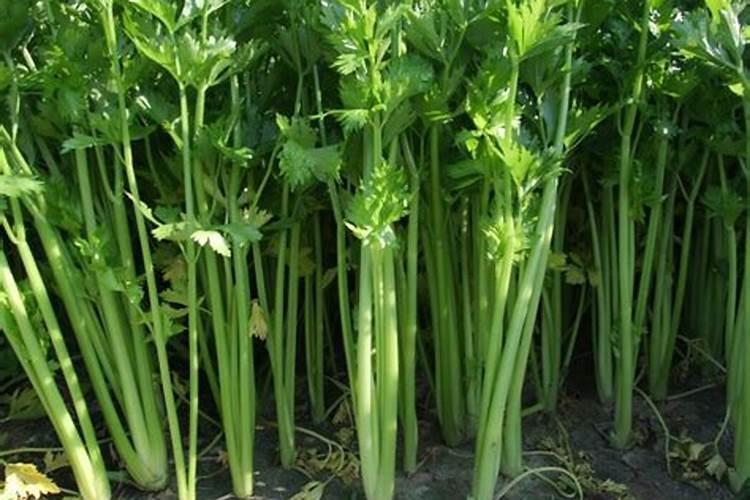 施什么肥料芹菜长得茂盛？