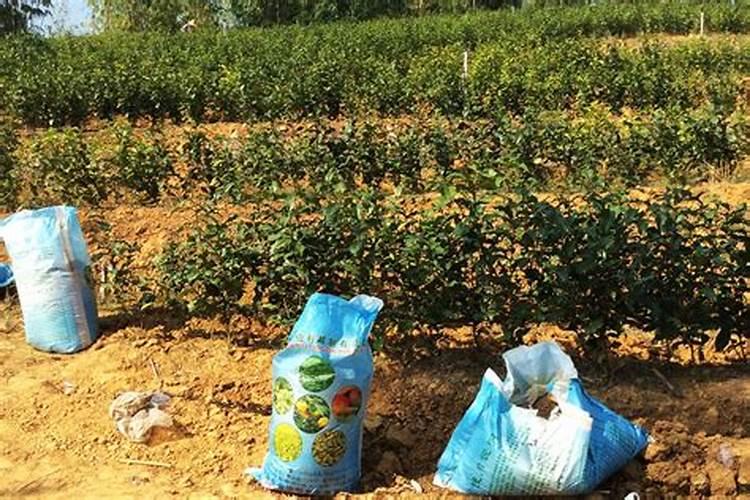 喷茶叶用什么海藻叶面肥
