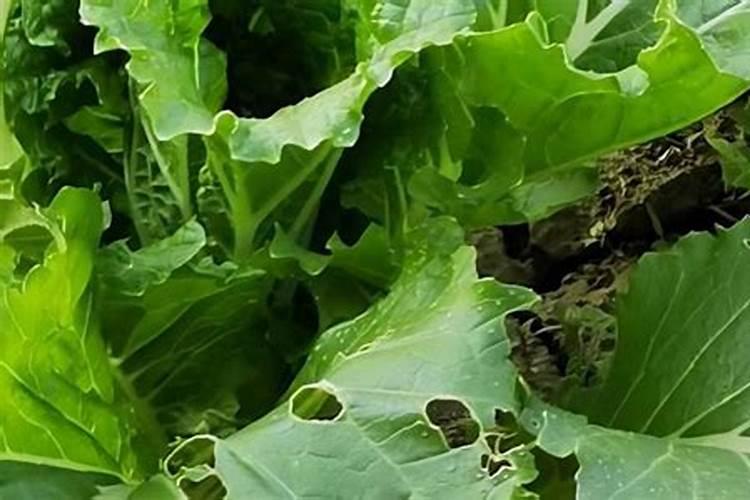 辛硫磷能治白菜烂根病是否有效？
