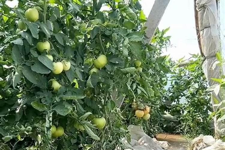 桃树什么时间施什么肥最好？
