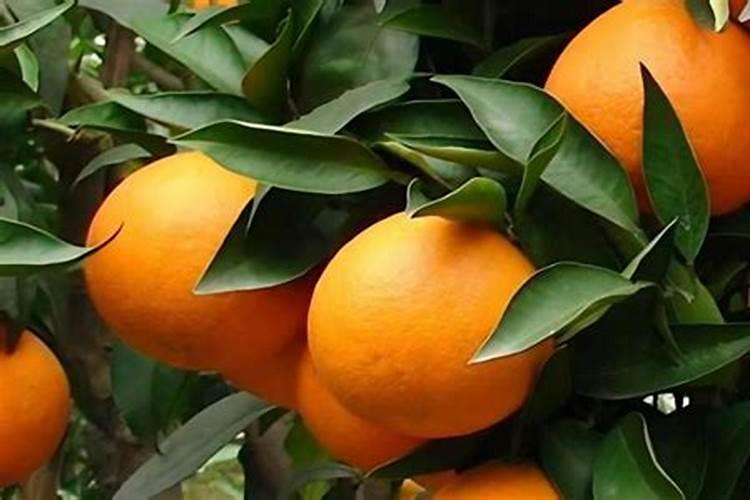 生菜缺素症影响生长,如何防治生菜缺素症？