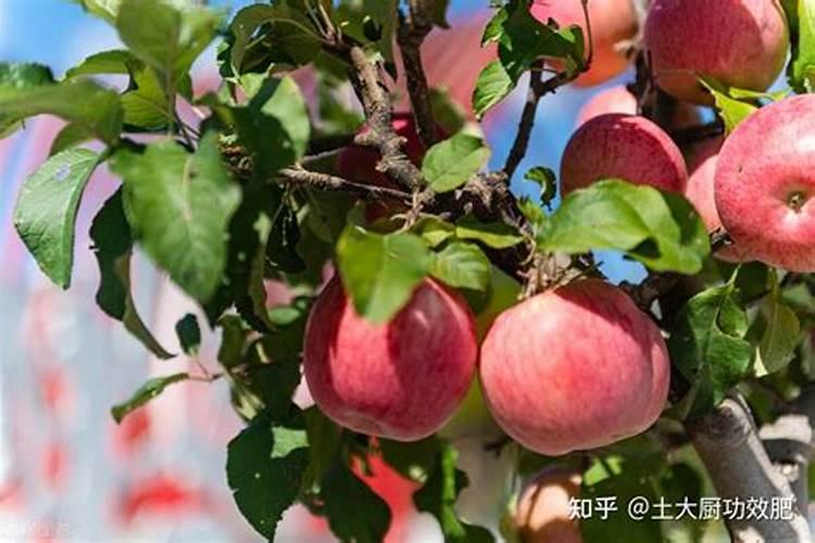 苹果树硼中毒怎么办