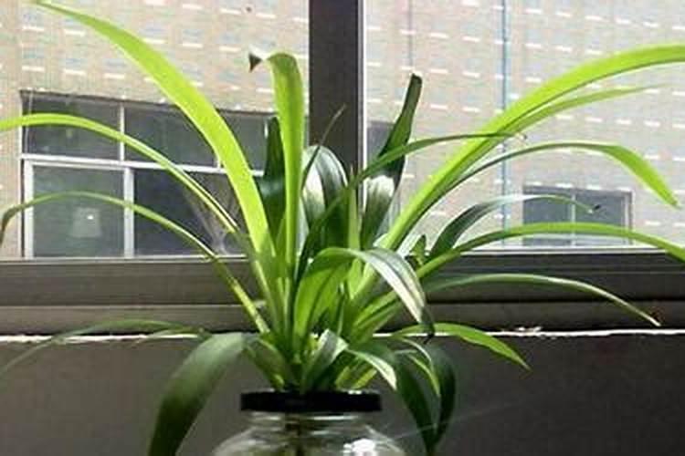 植物冬天可以施肥吗(绿萝、吊兰……5种常见花施肥方法)
