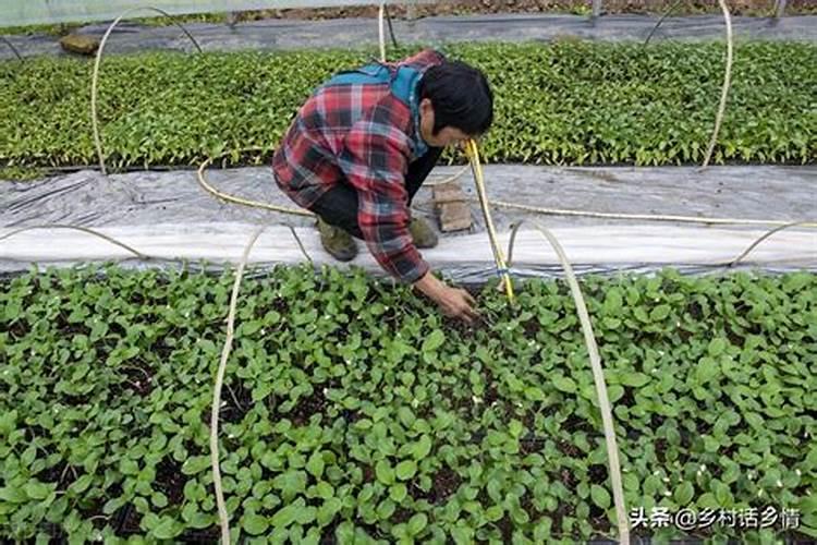 一亩油菜籽需要种子多少钱化肥多少钱花卉百科
