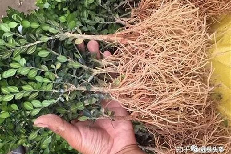 幸福树施什么肥最好 幸福树怎么施肥