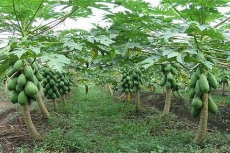 木瓜施什么肥料能使果实很甜？