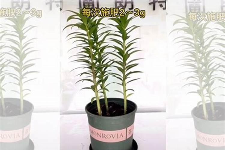 狗娃花的栽培需注意什么
