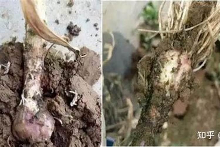 大蒜返青期打什么药最好