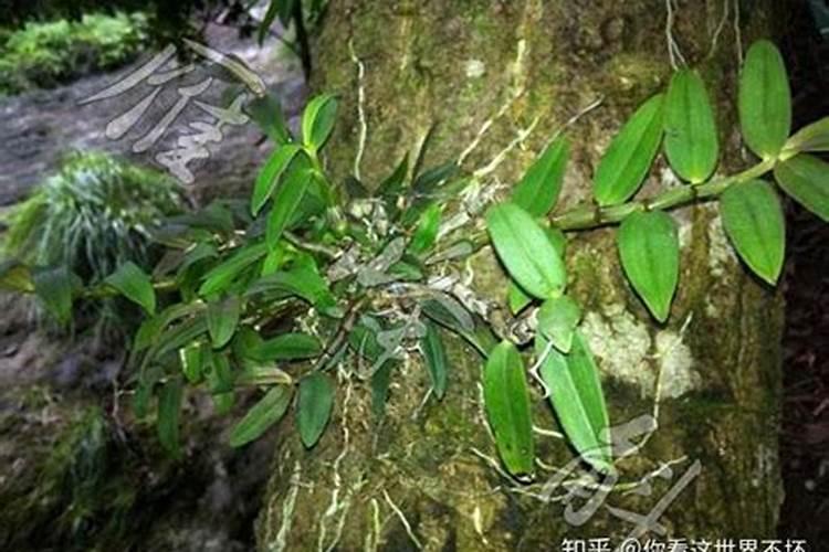 金钗石斛的种植方法及四季养护方法
