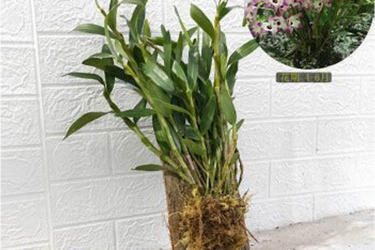 金钗石斛的种植方法和养护技术