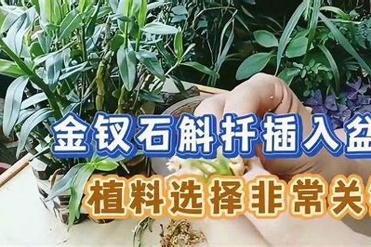 种石斛用什么肥料好？