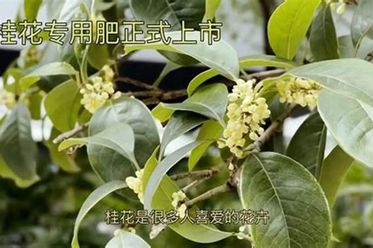 桂花怎么施肥